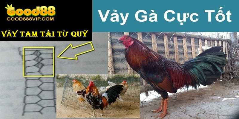 Vảy Tam Tài Tứ Quý Là Gì? Đặc Điểm Và Cách Phân Loại 6 Vảy tam tài tứ quý chỉ có trên chân của thần kê