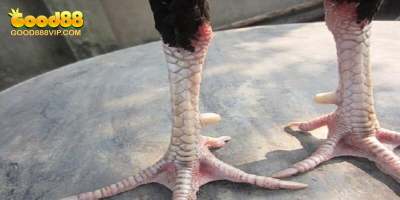 Vảy Tam Tài Tứ Quý Là Gì? Đặc Điểm Và Cách Phân Loại 7 Chú ý hình dáng vị trí của vảy tứ quý tam tài