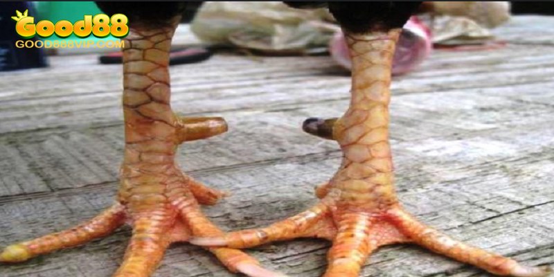 Vảy Tam Tài Tứ Quý Là Gì? Đặc Điểm Và Cách Phân Loại 8 Nhiều loại vảy tam tài tứ quý đắt giá