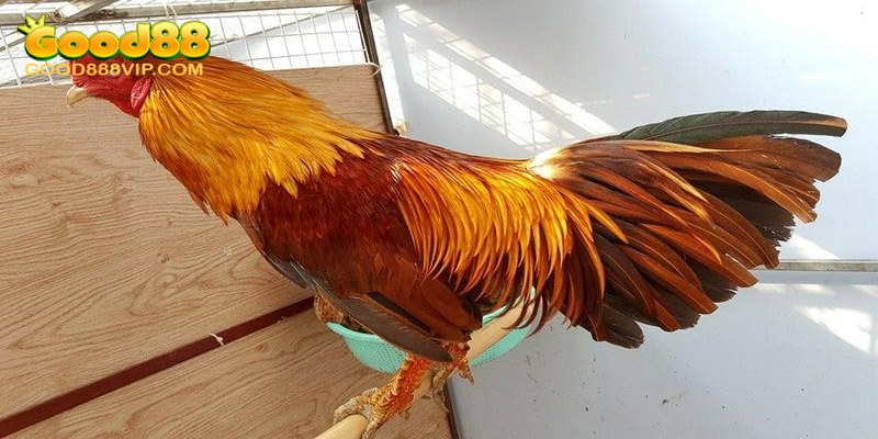 Vảy Tam Tài Tứ Quý Là Gì? Đặc Điểm Và Cách Phân Loại 9 Vảy quý hiếm dùng để nhận diện những chiến kê xuất sắc